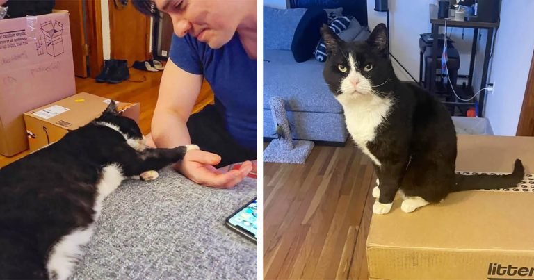 Gato está decidido a nunca volver a poner una pata en la calle y se aferra al hombre que lo ayudó