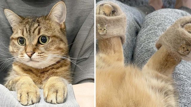 Gato pantuflas pelaje vuelve viral