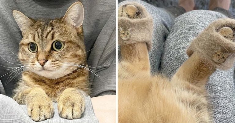 Esta gatita con pantuflas hechas con su propio pelaje se está volviendo viral