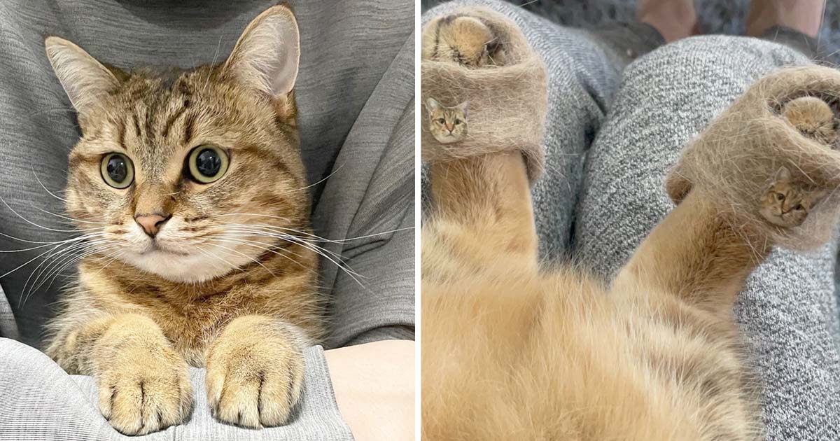 Gato pantuflas pelaje vuelve viral