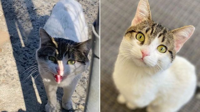 Gato se acerca a la gente