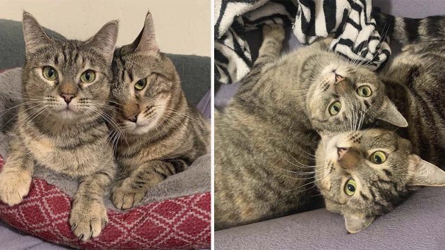 Gatos con patas temblorosas han esperado casi un año juntos por el hogar de sus sueños