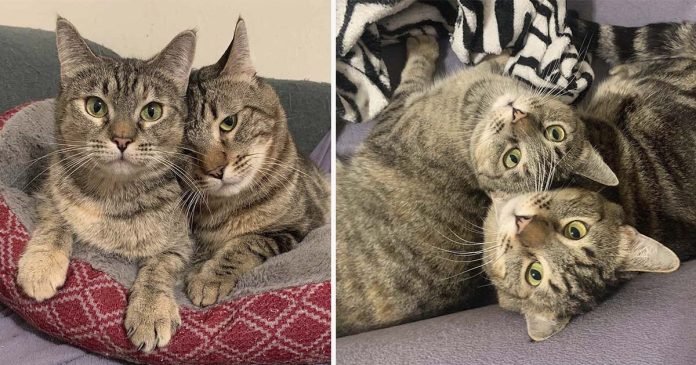 Gatos con patas temblorosas han esperado casi un año juntos por el hogar de sus sueños