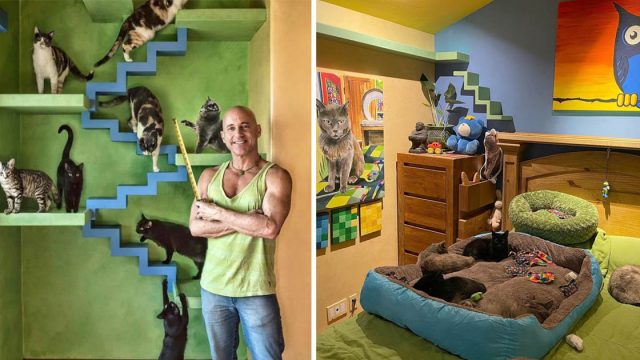 Hombre diseña casa perfecta más de 20 gatos rescatados