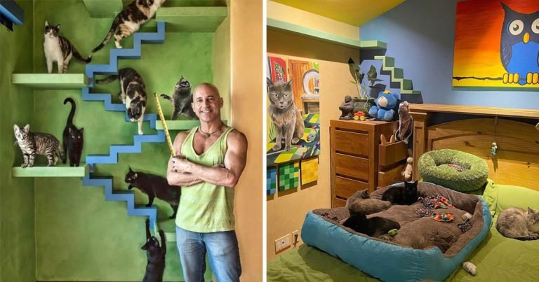 Hombre diseñó una casa perfecta para sus más de 20 gatos rescatados
