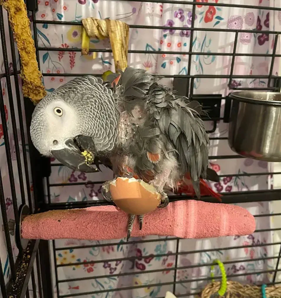 Loro deprimido que había dejado de hablar le dice a su nueva adoptante que se "vaya al carajo" 6 Jesse