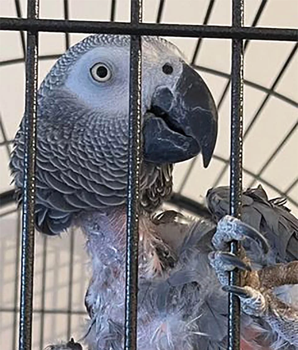 Loro deprimido que había dejado de hablar le dice a su nueva adoptante que se "vaya al carajo" 4 Jesse nuevo hogar