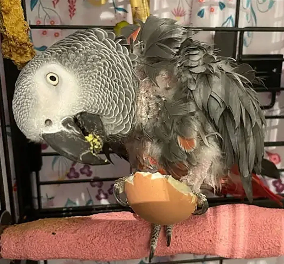 Loro deprimido que había dejado de hablar le dice a su nueva adoptante que se "vaya al carajo" 3 Loro comiendo