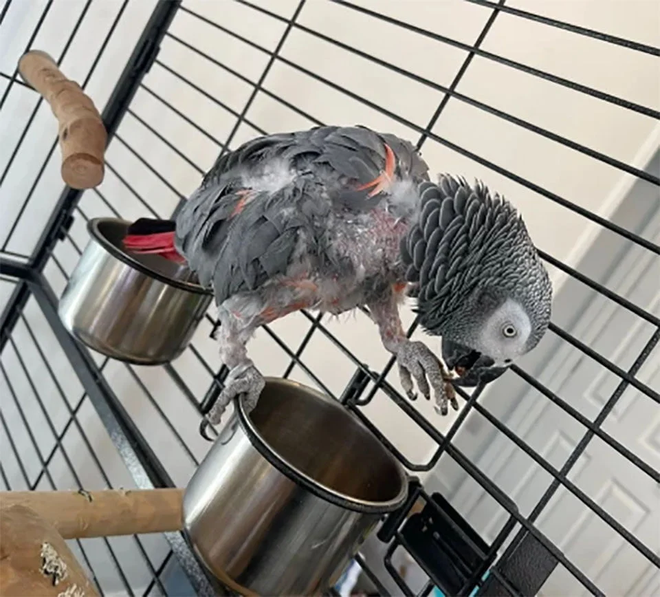 Loro deprimido que había dejado de hablar le dice a su nueva adoptante que se "vaya al carajo" 2 Loro deprimido deja hablar