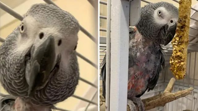 Loro deprimido que había dejado de hablar