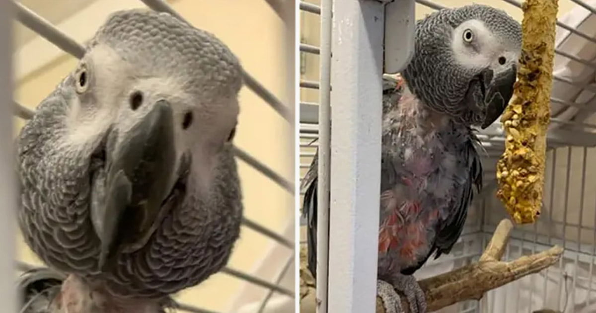 Loro deprimido que había dejado de hablar