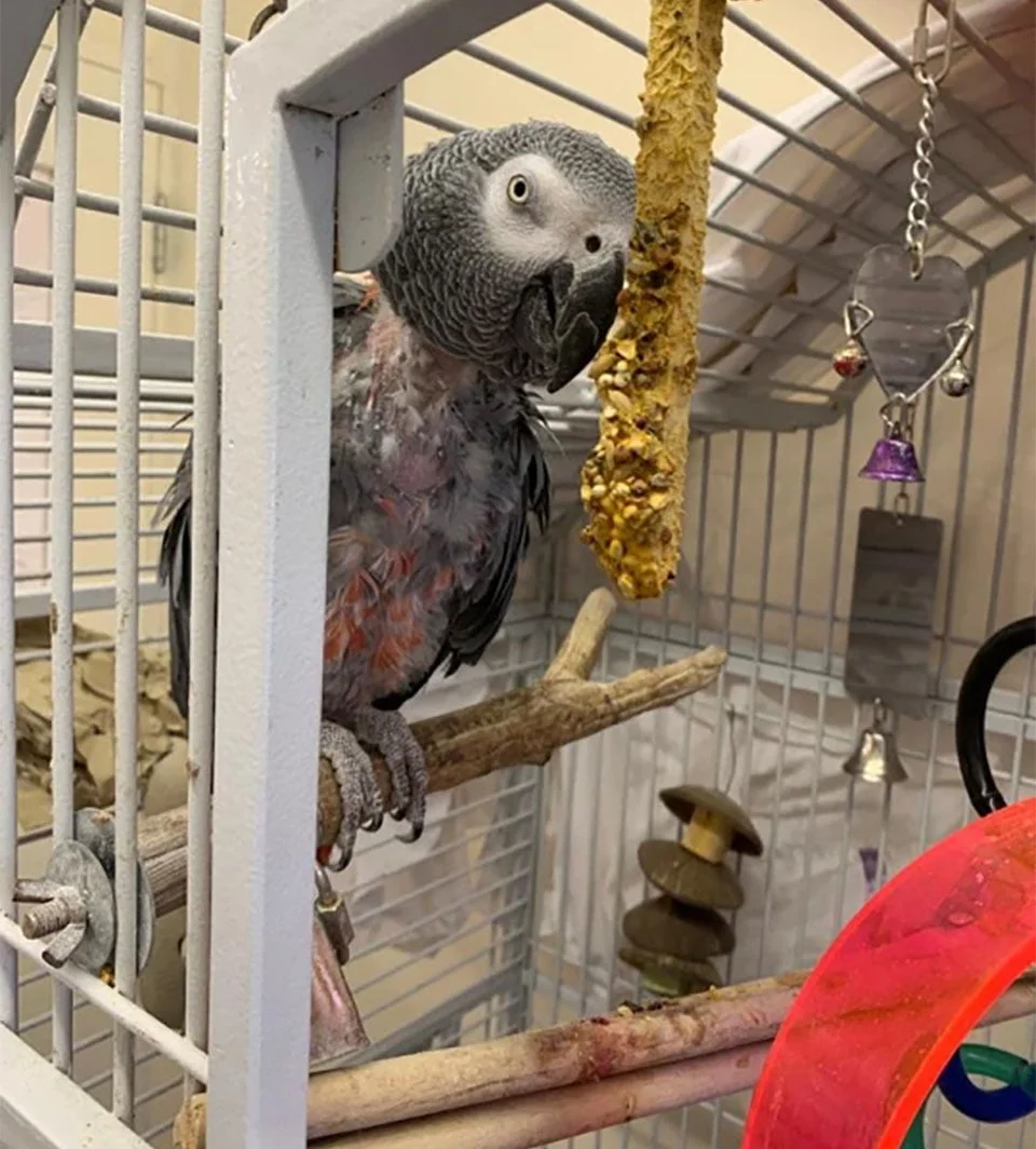 Loro deprimido que había dejado de hablar le dice a su nueva adoptante que se "vaya al carajo" 5 Loro deprimido vuelve a hablar