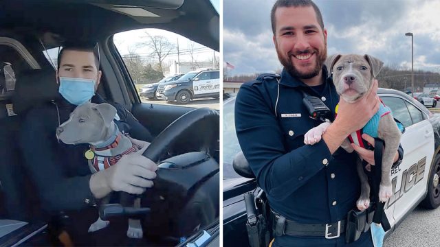 Oficial policía adopta cachorro pitbull rescató servicio
