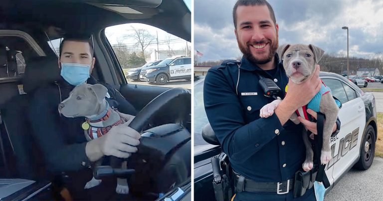 Oficial policía adopta cachorro pitbull rescató servicio