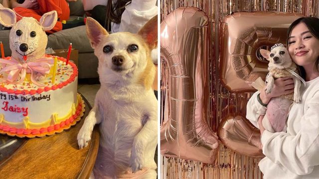 Perrita feliz se acordaran cumpleaños
