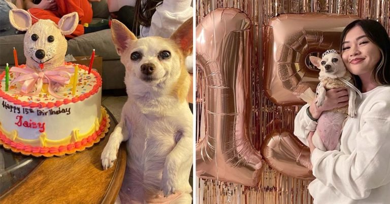Perrita feliz se acordaran cumpleaños