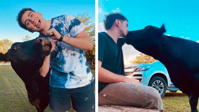 Vaca rescatada es tan feliz que incluso actúa como perro