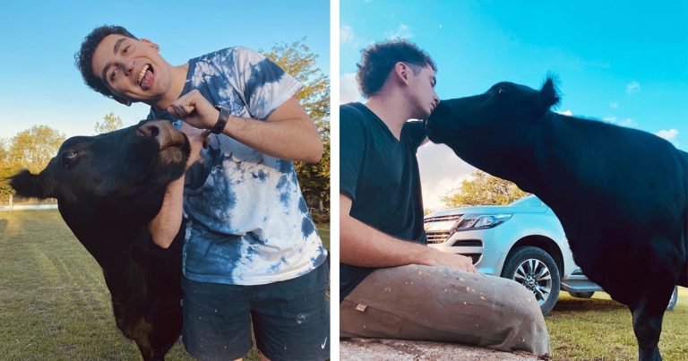 Vaca rescatada es tan feliz que incluso actúa como perro