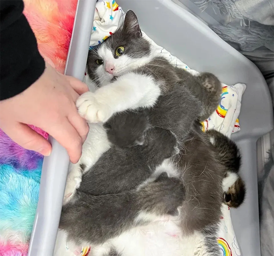 Gata encontrada nieve