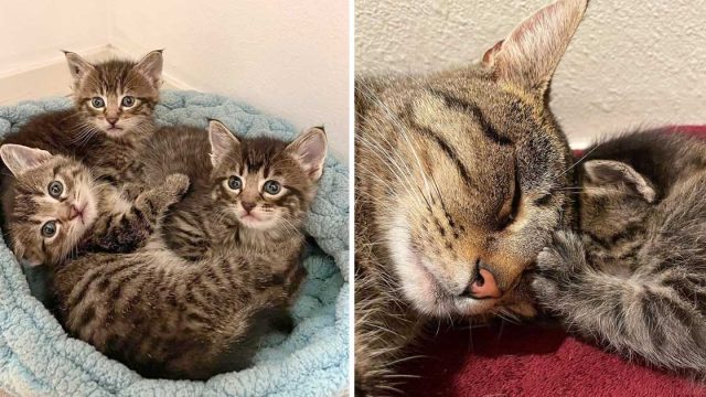 Gata no para de ronronear encontró lugar seguro gatitos