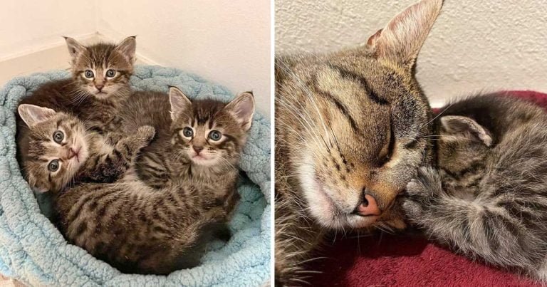 Gata no para de ronronear encontró lugar seguro gatitos