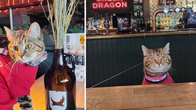 Gatita aventurera que frecuenta un pub se convierte en una celebridad local