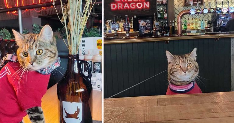 Gatita aventurera que frecuenta un pub se convierte en una celebridad local