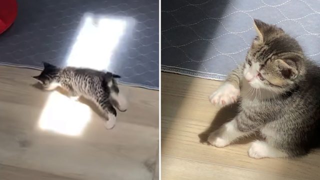 Gatita curiosa se sorprende con la luz