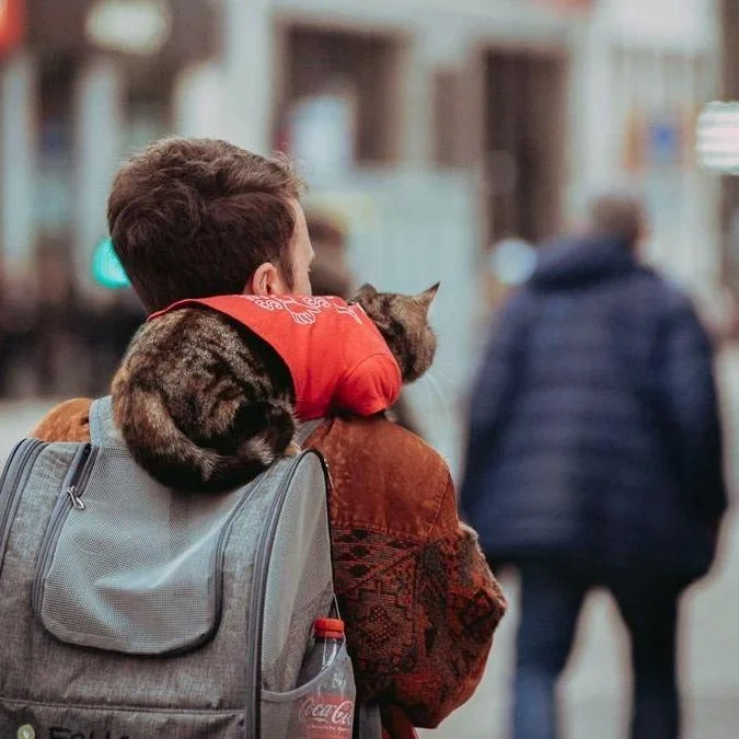Gatita en el hombro de su humano