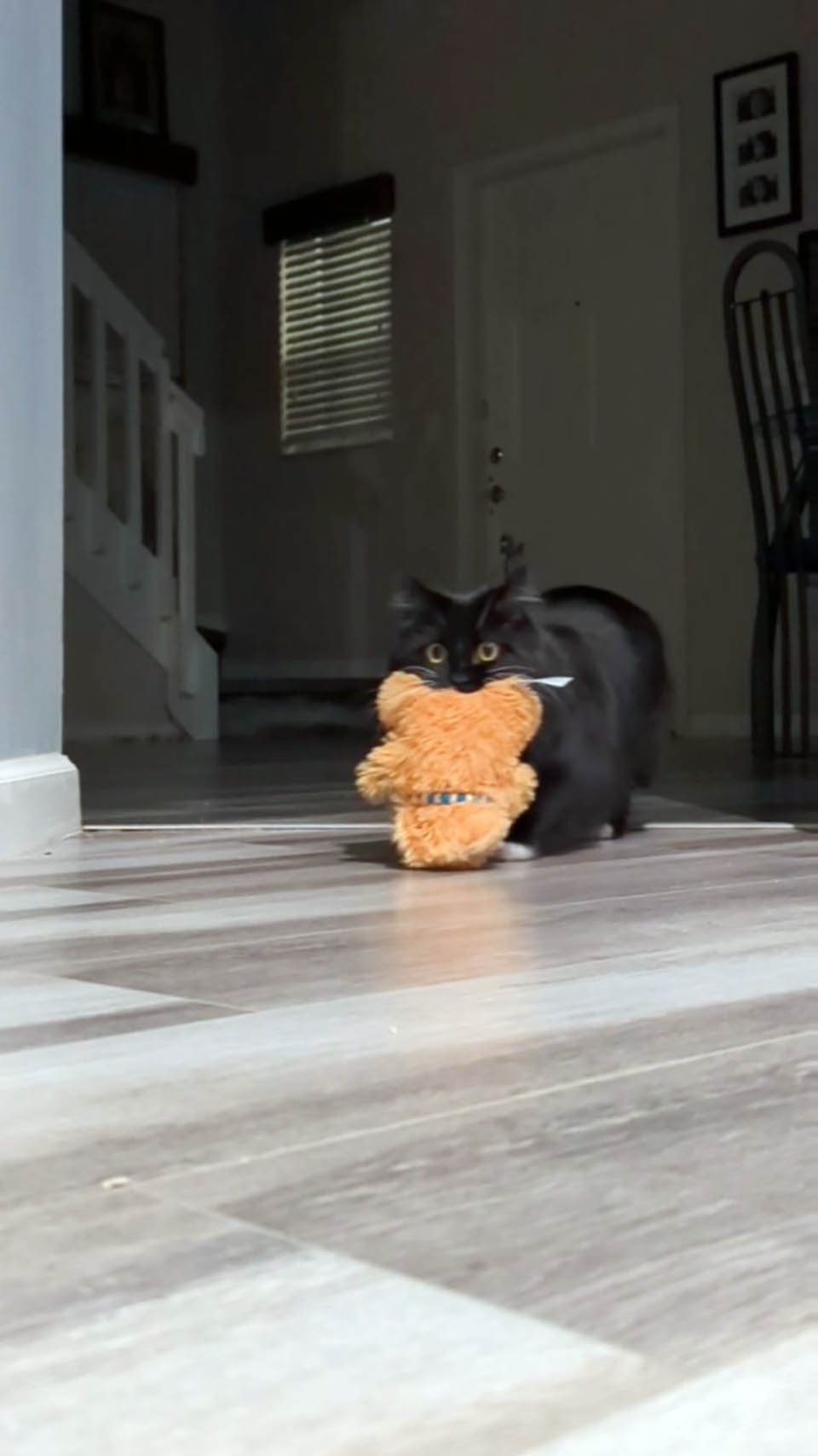 Gatito robando un juguete