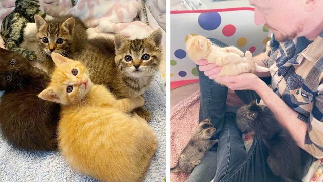 Gatitos acogidos por una familia deciden dormir la siesta en cada regazo que encuentran