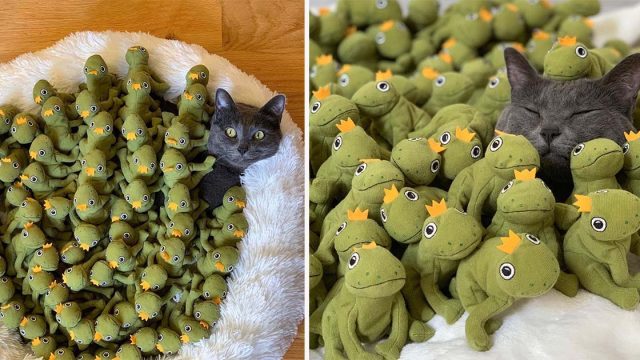 Gato está tan obsesionado con su juguete de rana que su familia decide comprarle todos