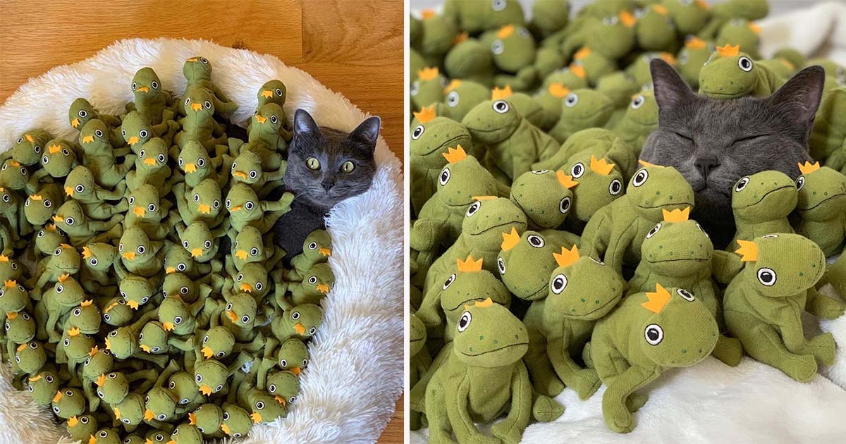 Gato está tan obsesionado con su juguete de rana que su familia decide comprarle todos