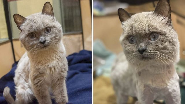 Gato parece peluche feliz tener lugar perfecto