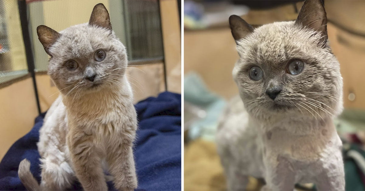 Gato parece peluche feliz tener lugar perfecto