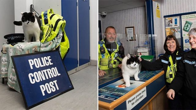 Gato se muda a la estación de policía
