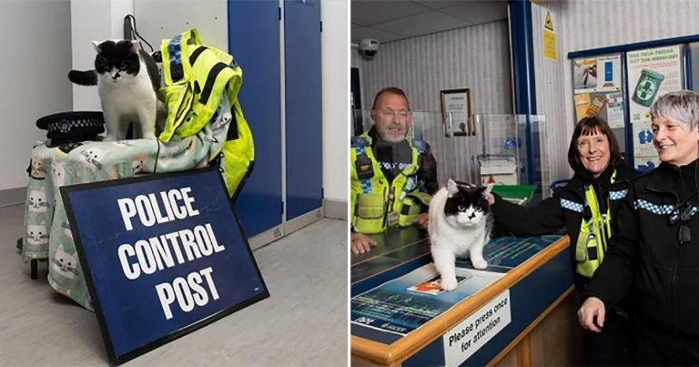 Gato se muda a la estación de policía