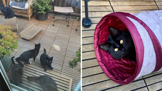 Mujer planta hierba gatera jardin atrae gatos callejeros