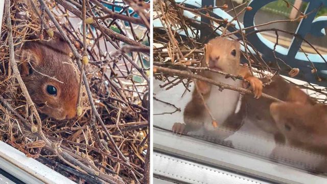 Pareja mira con asombro cómo una ardilla forma una familia afuera de su ventana