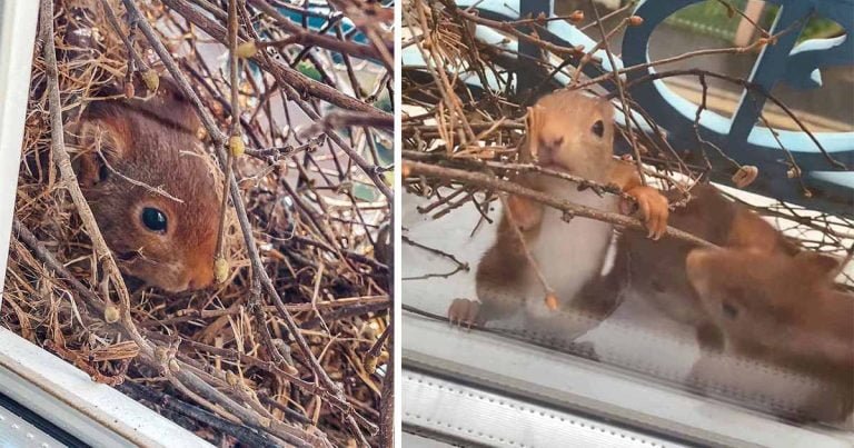 Pareja mira con asombro cómo una ardilla forma una familia afuera de su ventana