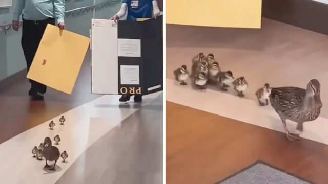 Pata llega sala maternidad empollar 10 patitos