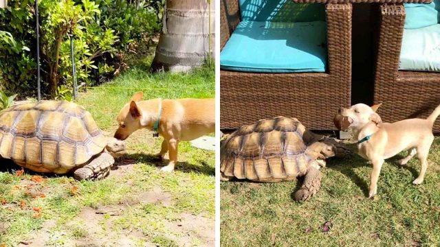 Pequeño perro pasa todo el día llevándole palos a su mejor amigo