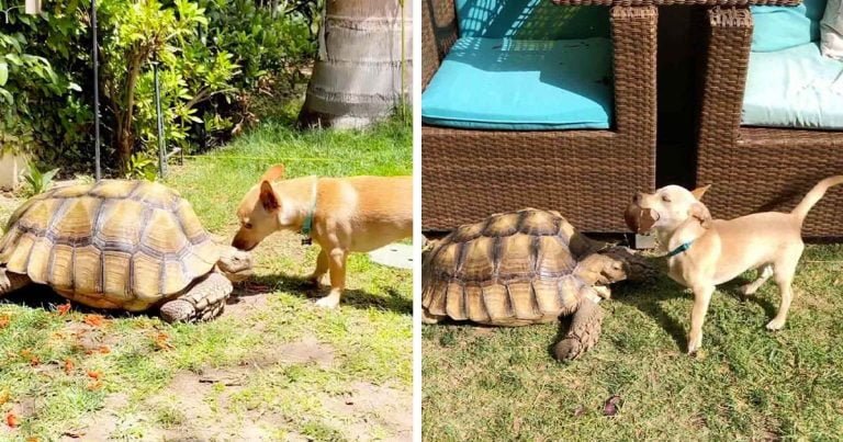 Pequeño perro pasa todo el día llevándole palos a su mejor amigo
