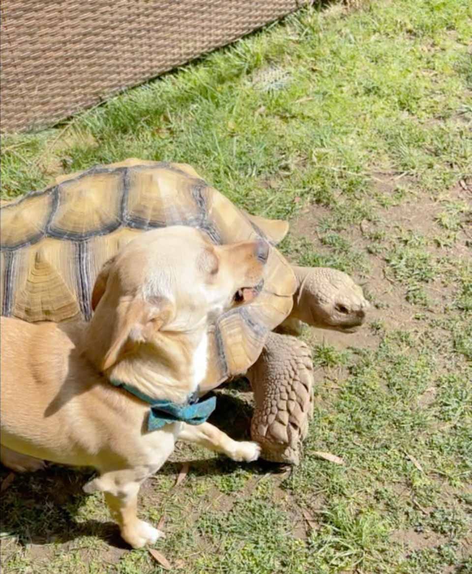 Perro y una tortuga