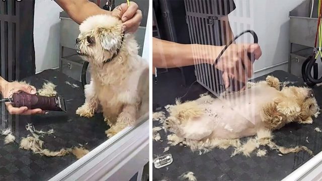 Shih Tzu pasa de enojado a adorable durante un corte de pelo