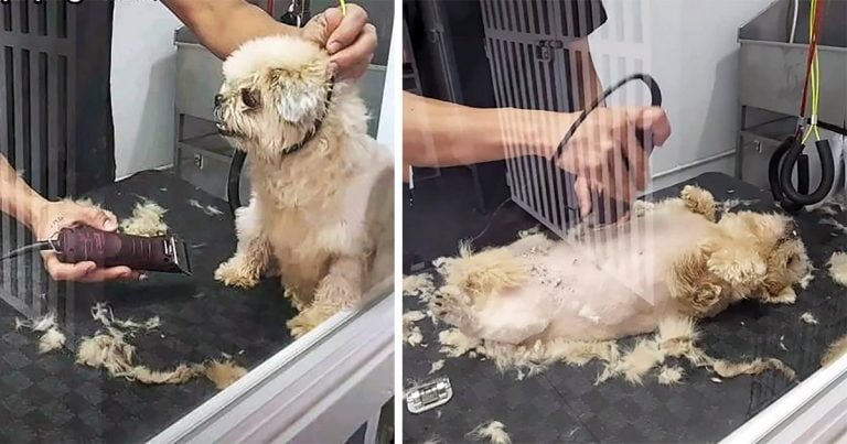 Shih tzu pasa de enojado a adorable en cuestión de un minuto durante un corte de pelo