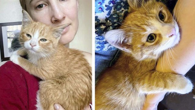 Un gatito que fue encontrado detrás de una lavandería le encanta dar abrazos