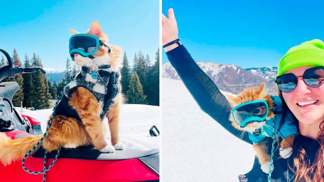 A este gato naranja le encanta emprender todo tipo de aventuras y les saca una sonrisa a todos