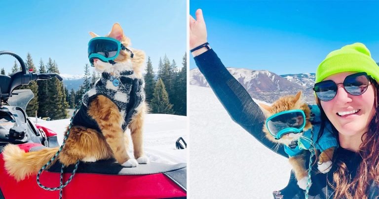 A este gato naranja le encanta emprender todo tipo de aventuras y les saca una sonrisa a todos