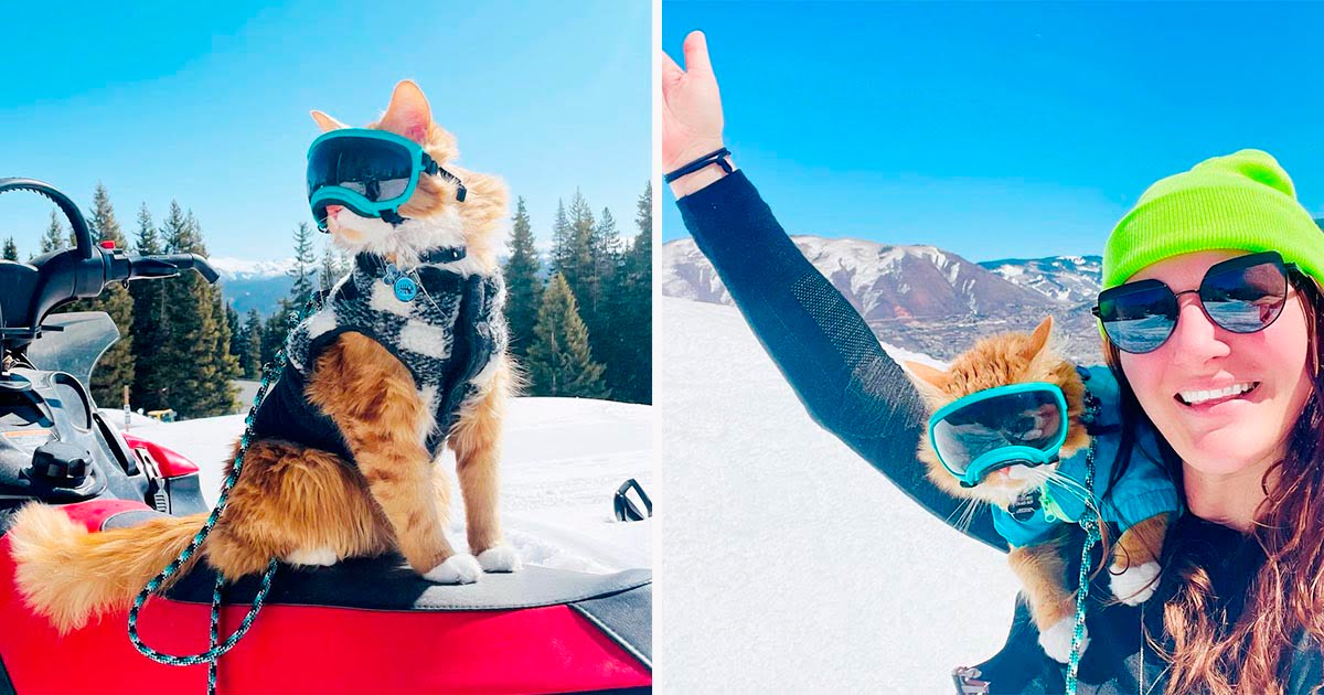 A este gato naranja le encanta emprender todo tipo de aventuras y les saca una sonrisa a todos